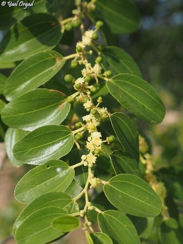 Paliurus spina-christi (Christ's thorn) — photo