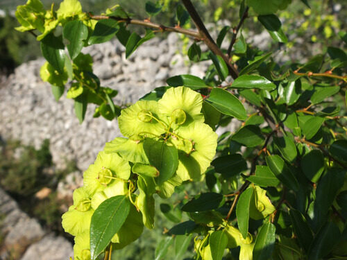 Paliurus spina-christi