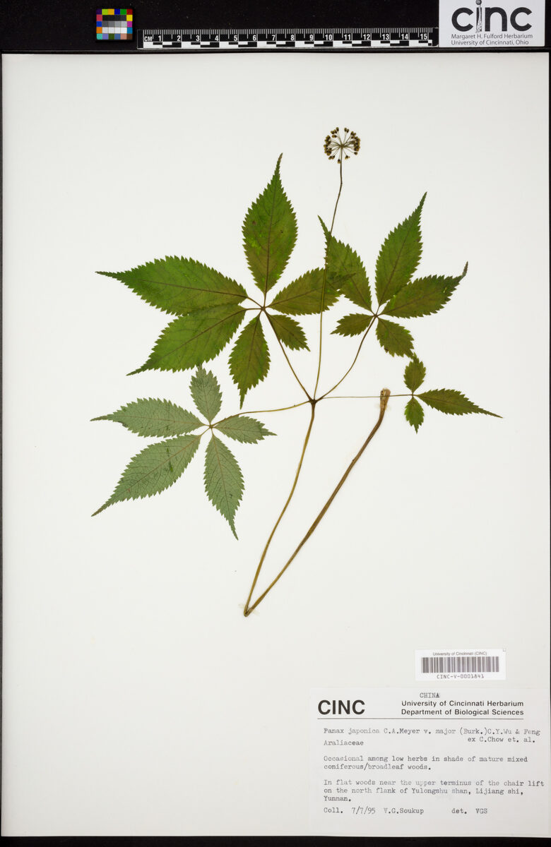 Panax japonicus var. major — photo