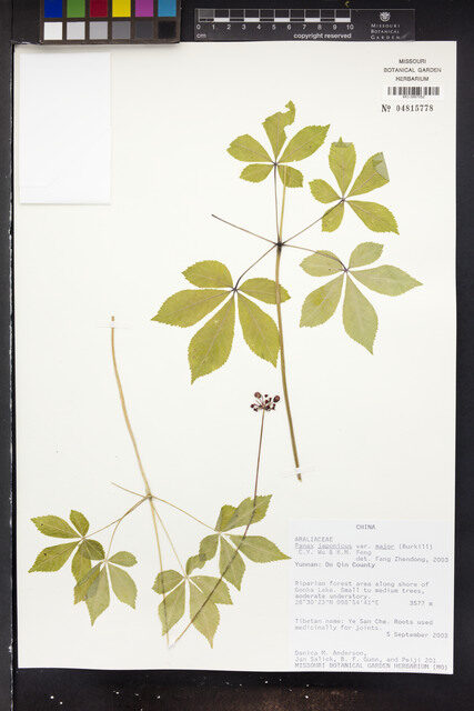 Panax japonicus var. major