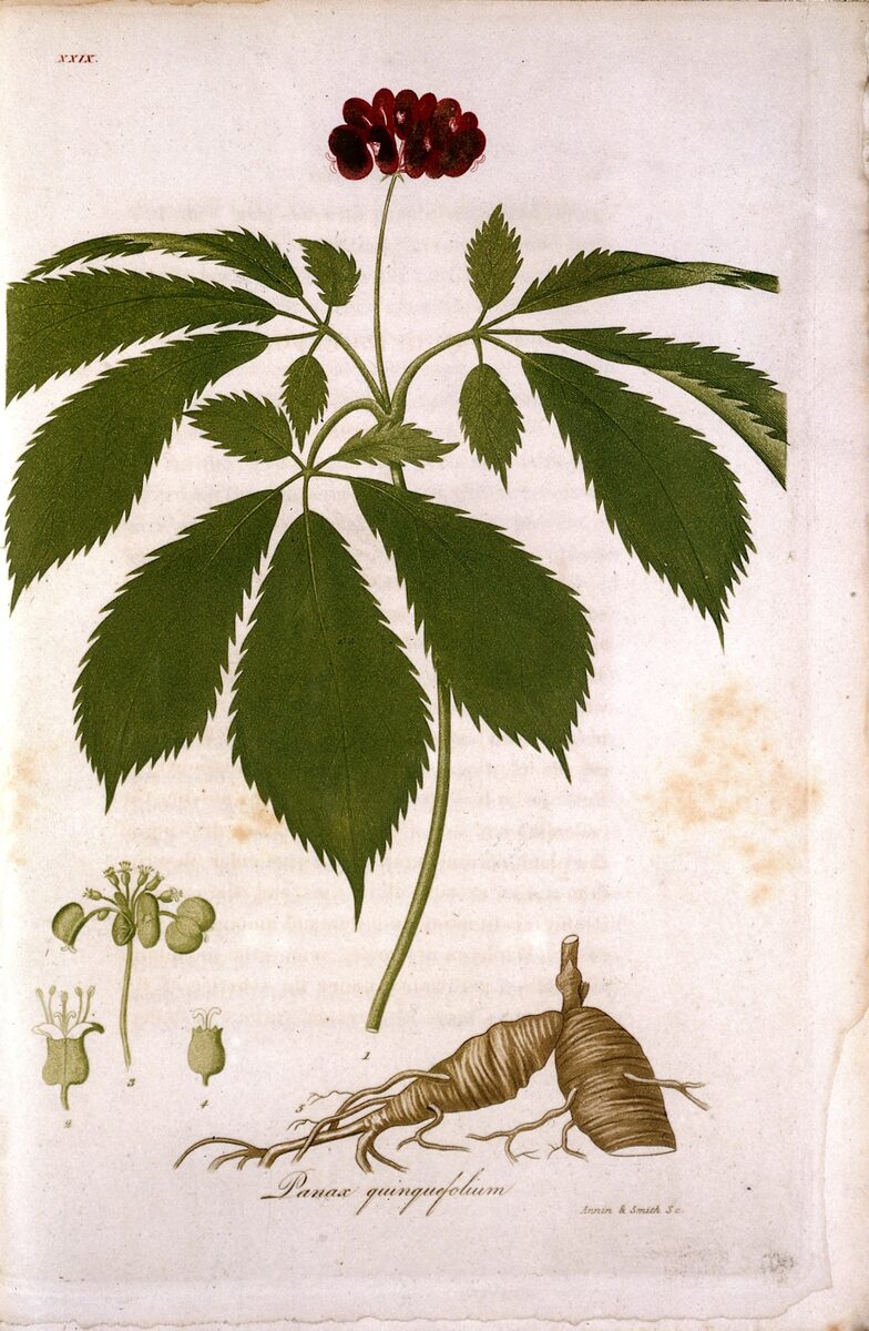 Panax vietnamensis (Vietnamese ginseng) — photo