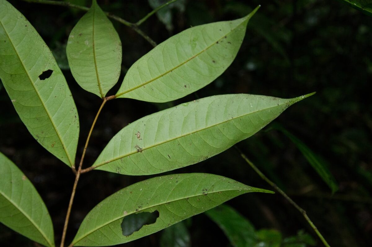 Pancovia floribunda — photo