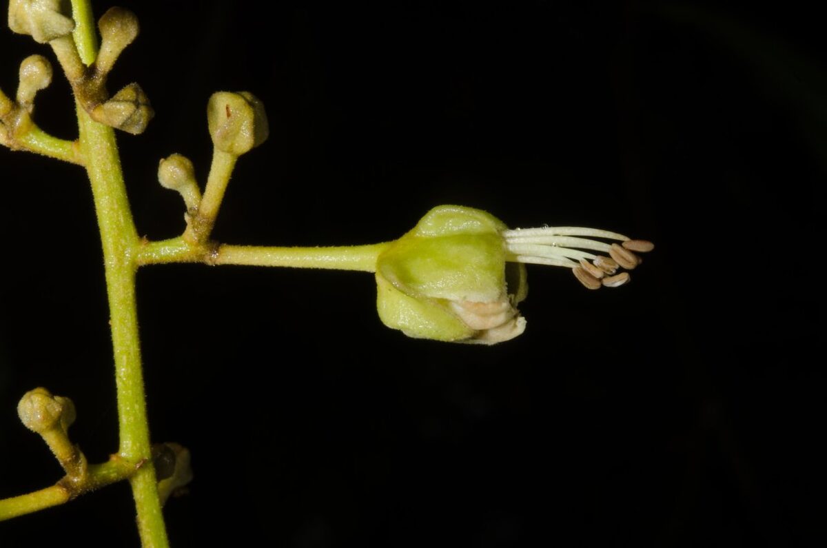 Pancovia floribunda — photo