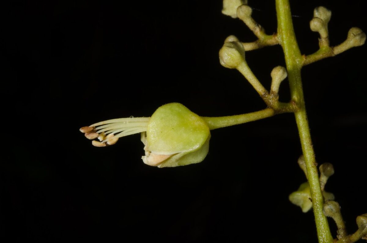 Pancovia floribunda