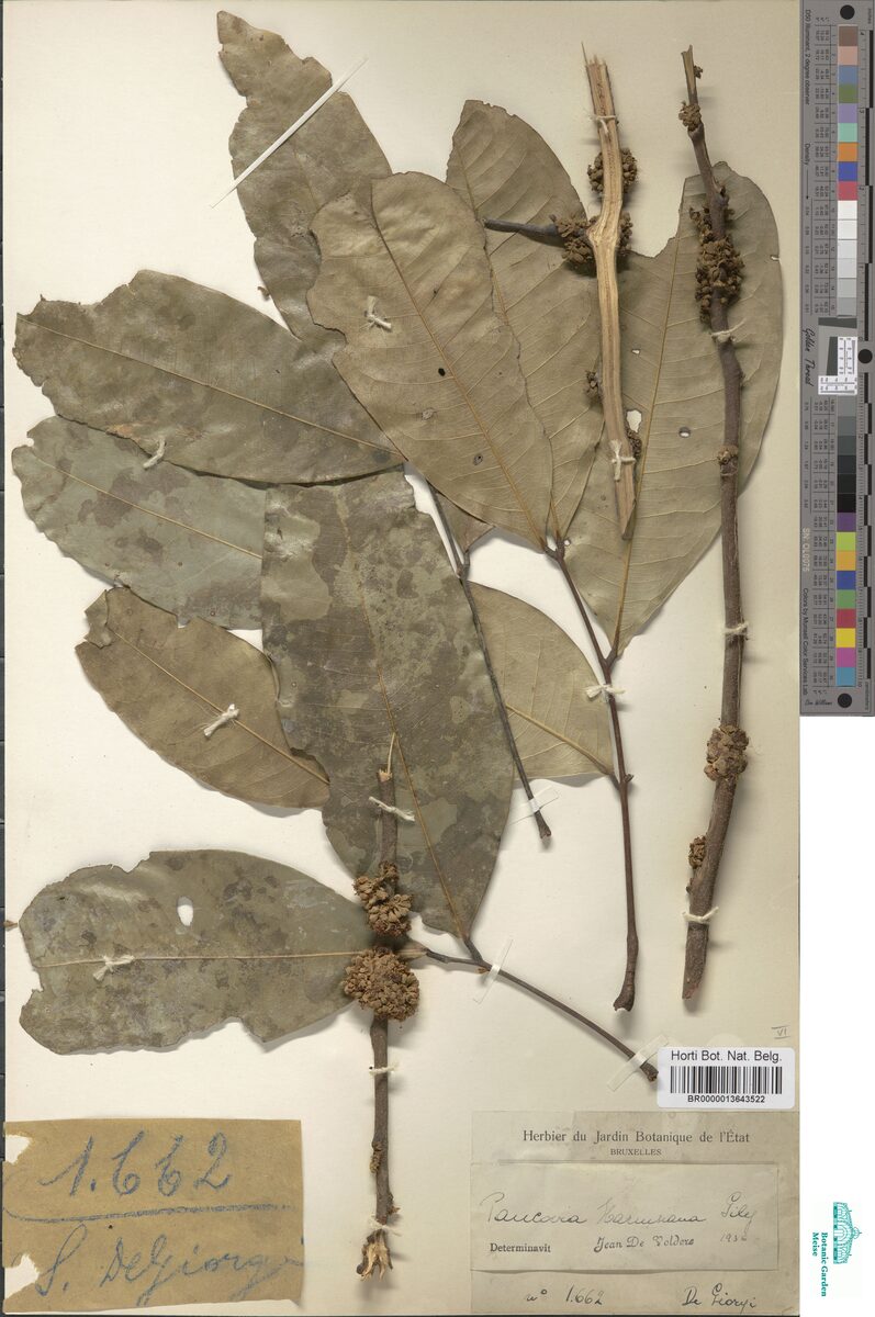Pancovia harmsiana — photo