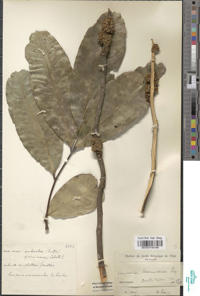 Pancovia harmsiana — photo