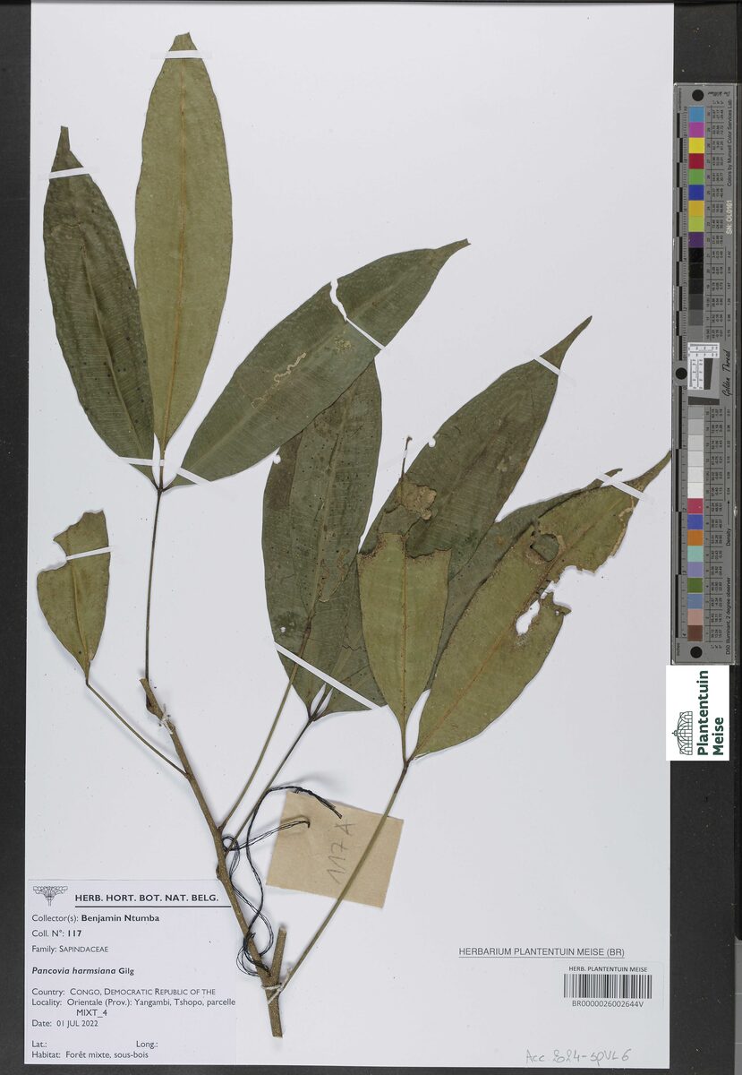 Pancovia harmsiana