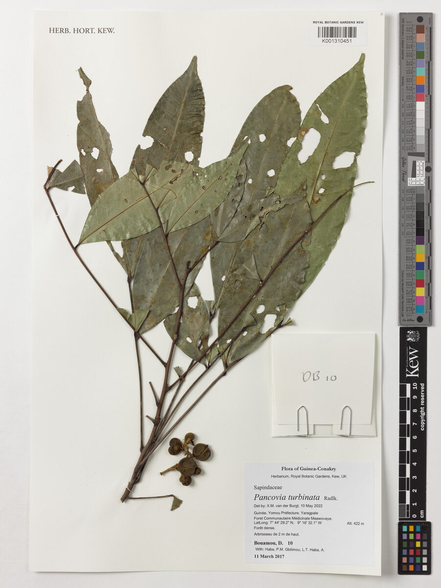 Pancovia turbinata — photo