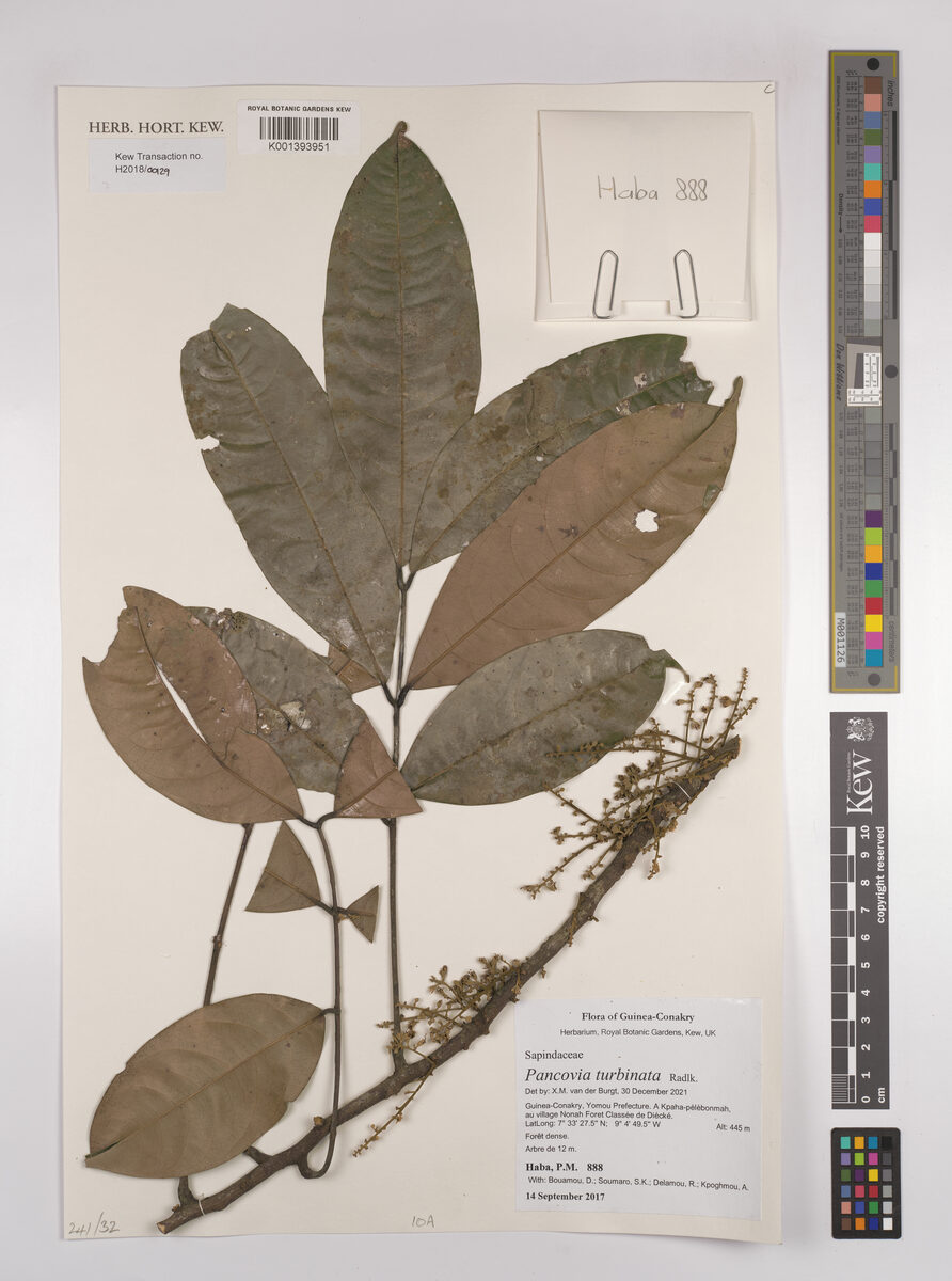 Pancovia turbinata — photo