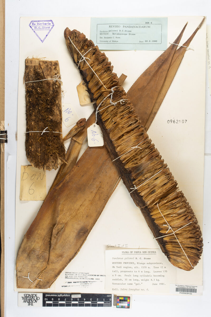 Pandanus galorei — photo