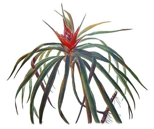 Pandanus halleorum