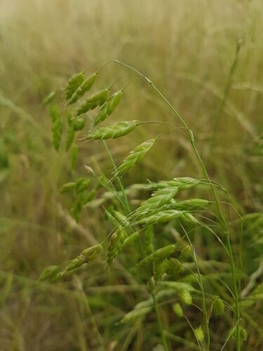 Pandanus julianettii (Karuka) — photo