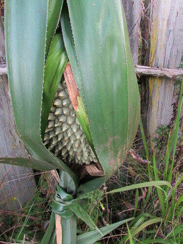 Pandanus julianettii