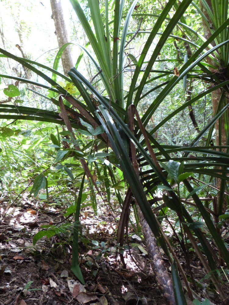 Pandanus penetrans (Naeplo) — photo