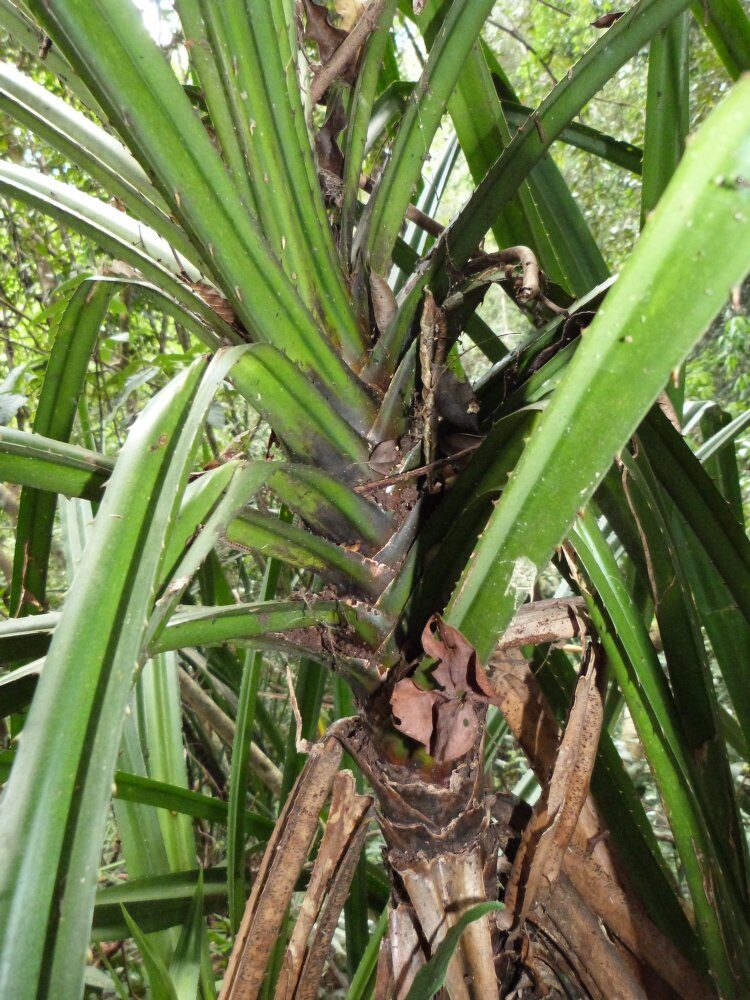 Pandanus penetrans (Naeplo) — photo