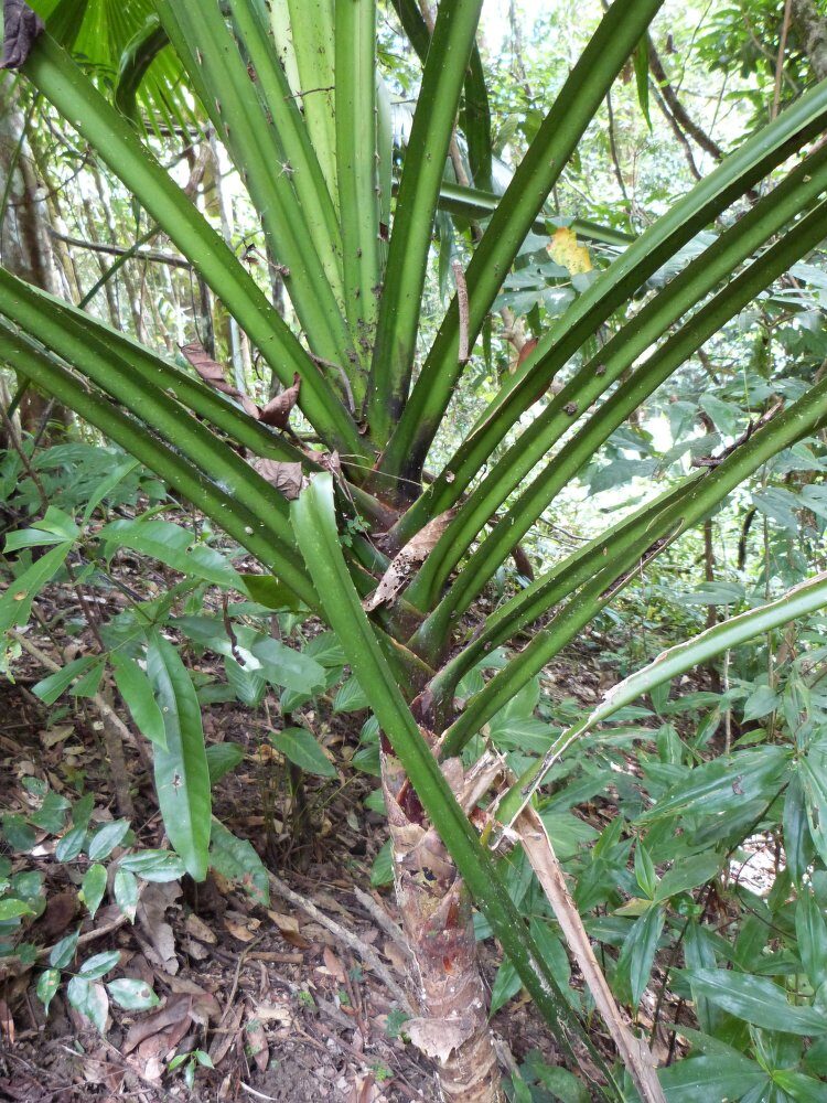 Pandanus penetrans
