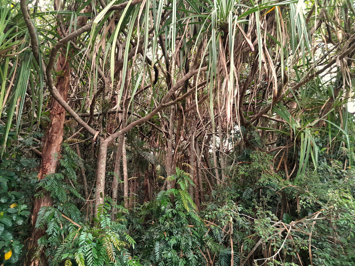 Pandanus yalna (Yalna pandan) — photo