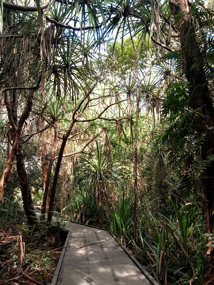 Pandanus yalna (Yalna pandan) — photo