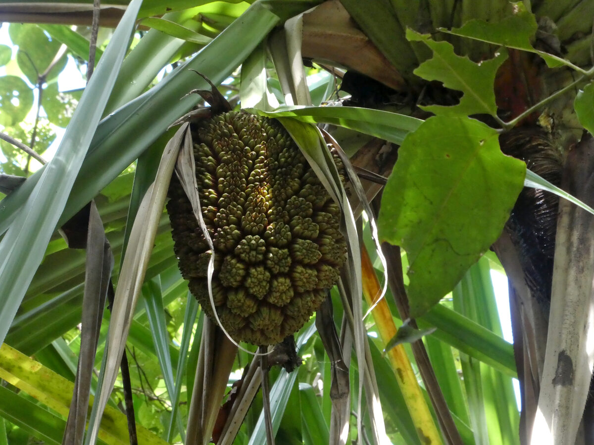 Pandanus yalna