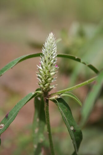 Pandiaka angustifolia