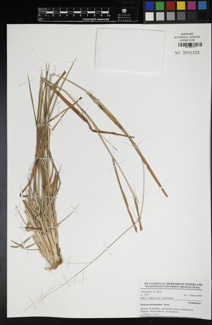 Panicum anabaptistum — photo