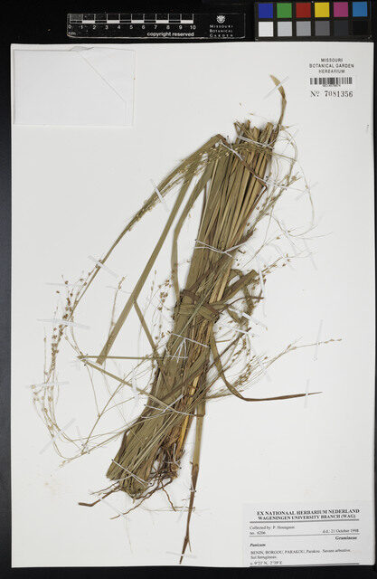Panicum anabaptistum — photo