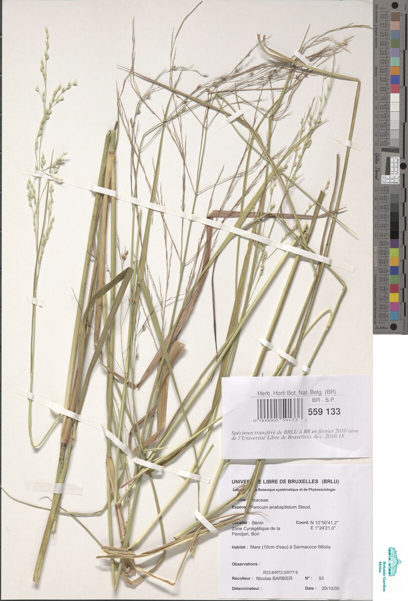 Panicum anabaptistum