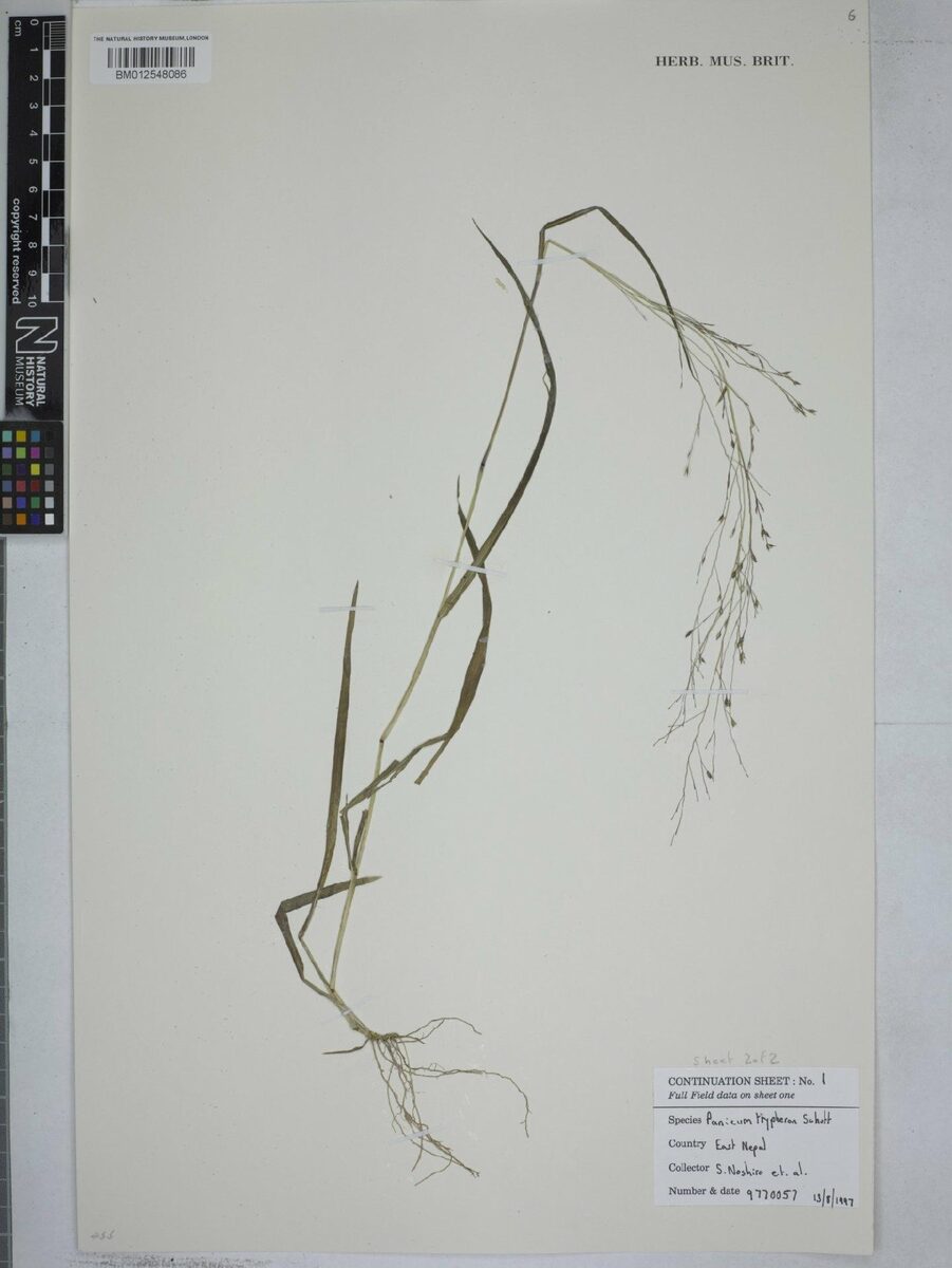 Panicum curviflorum