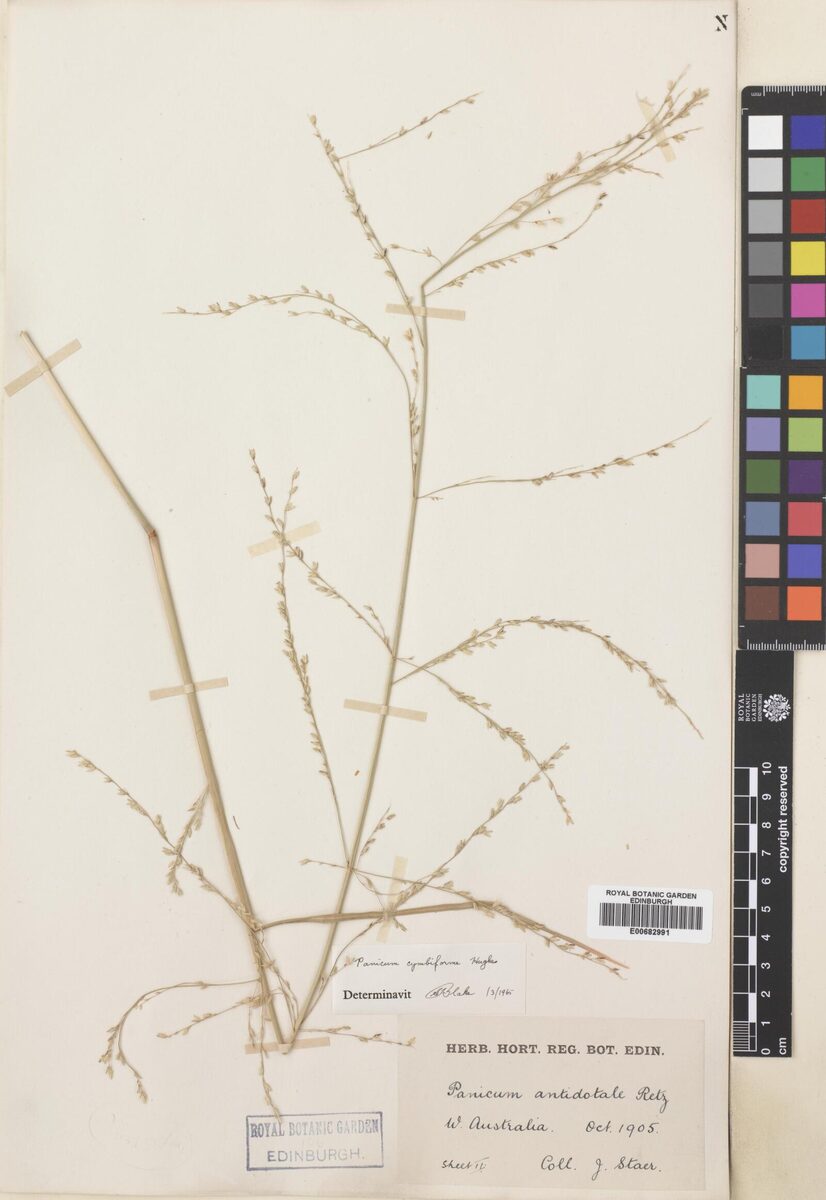 Panicum cymbiforme — photo