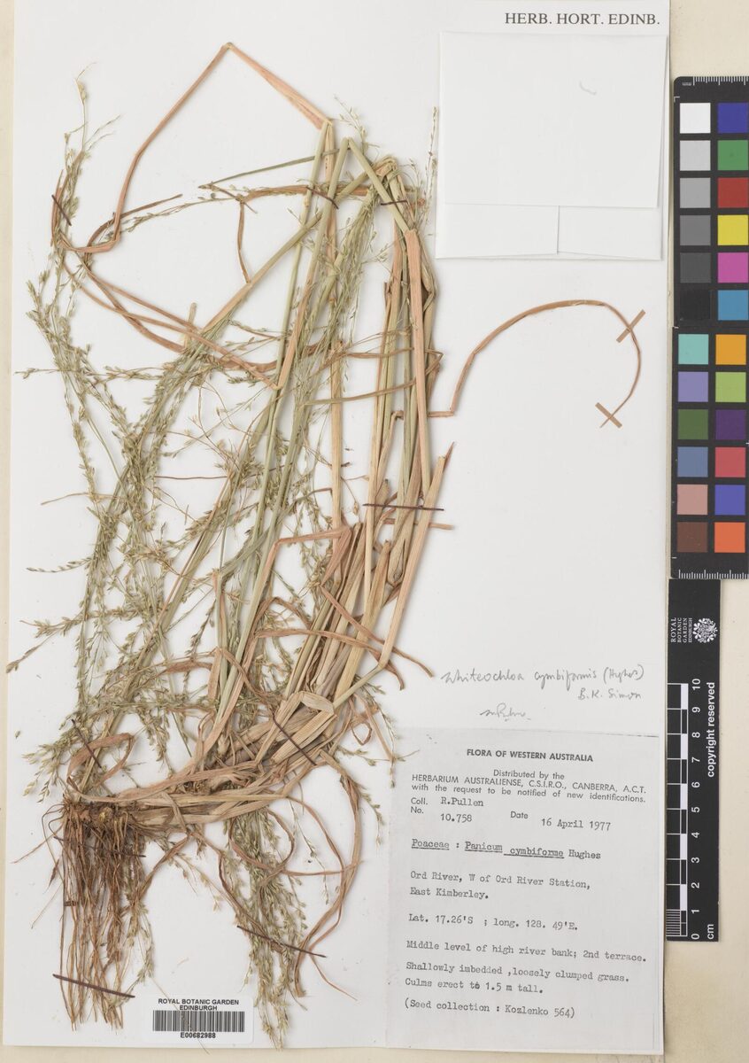 Panicum cymbiforme — photo