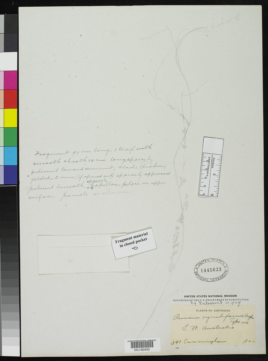 Panicum cymbiforme