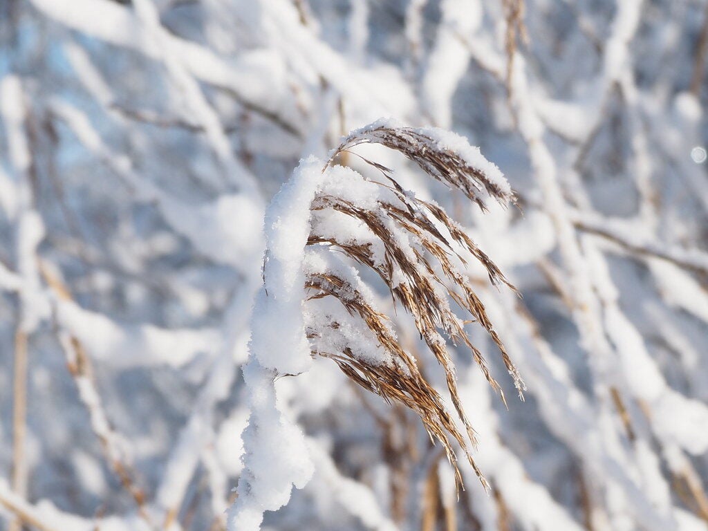Panicum distichum