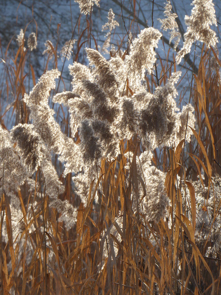 Panicum distichum — photo
