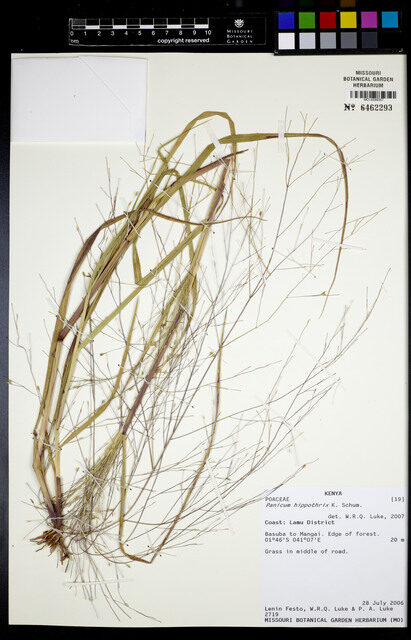Panicum hippothrix (Tansawa) — photo
