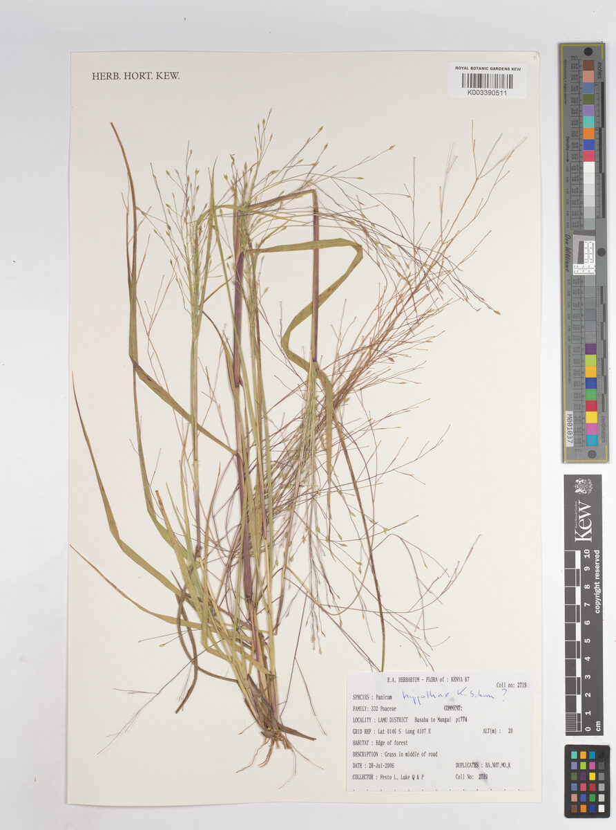Panicum hippothrix (Tansawa) — photo