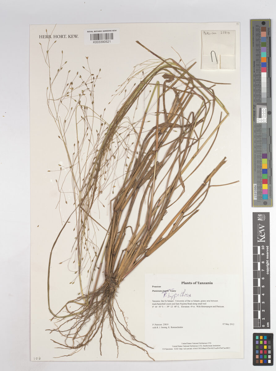 Panicum hippothrix