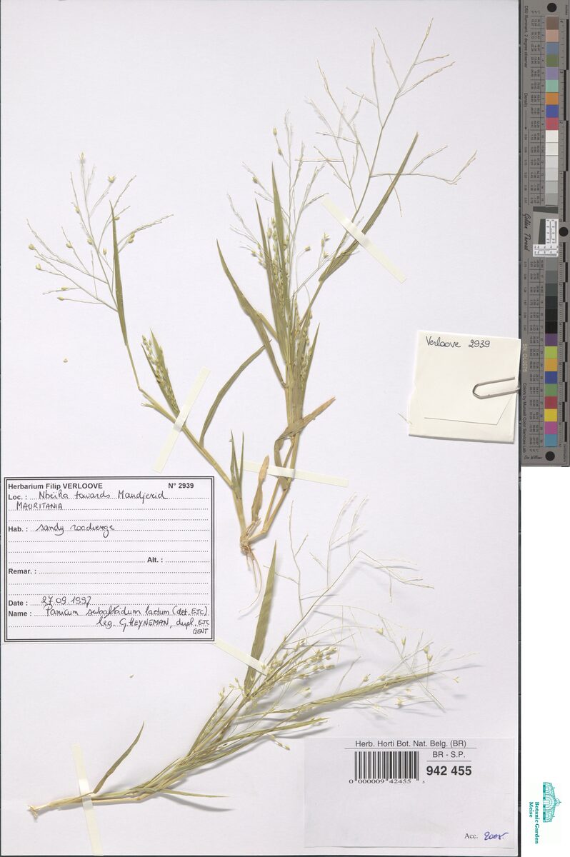 Panicum laetum
