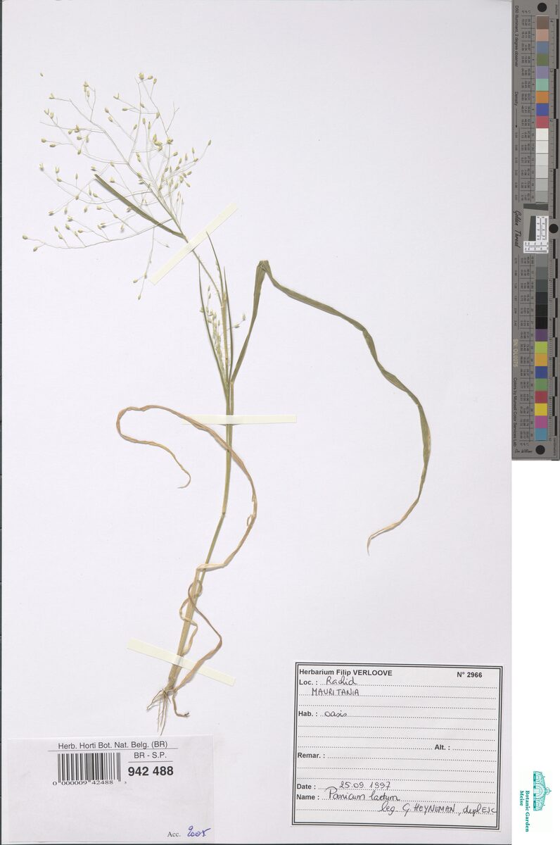 Panicum laetum (Desert panic) — photo