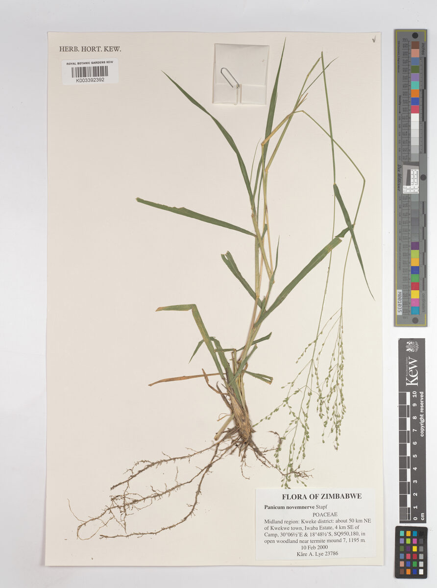 Panicum novemnerve (Black seed panicum) — photo