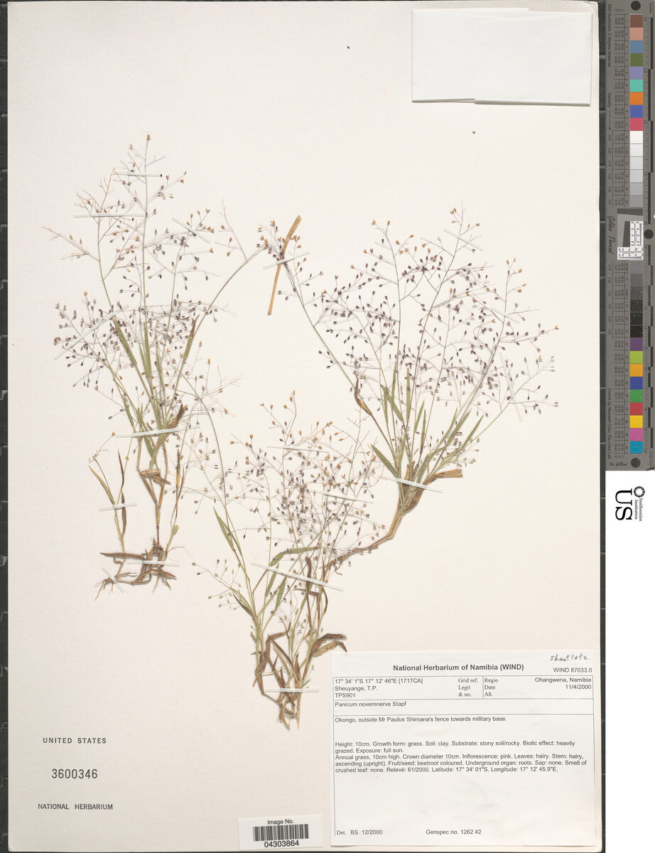 Panicum novemnerve (Black seed panicum) — photo