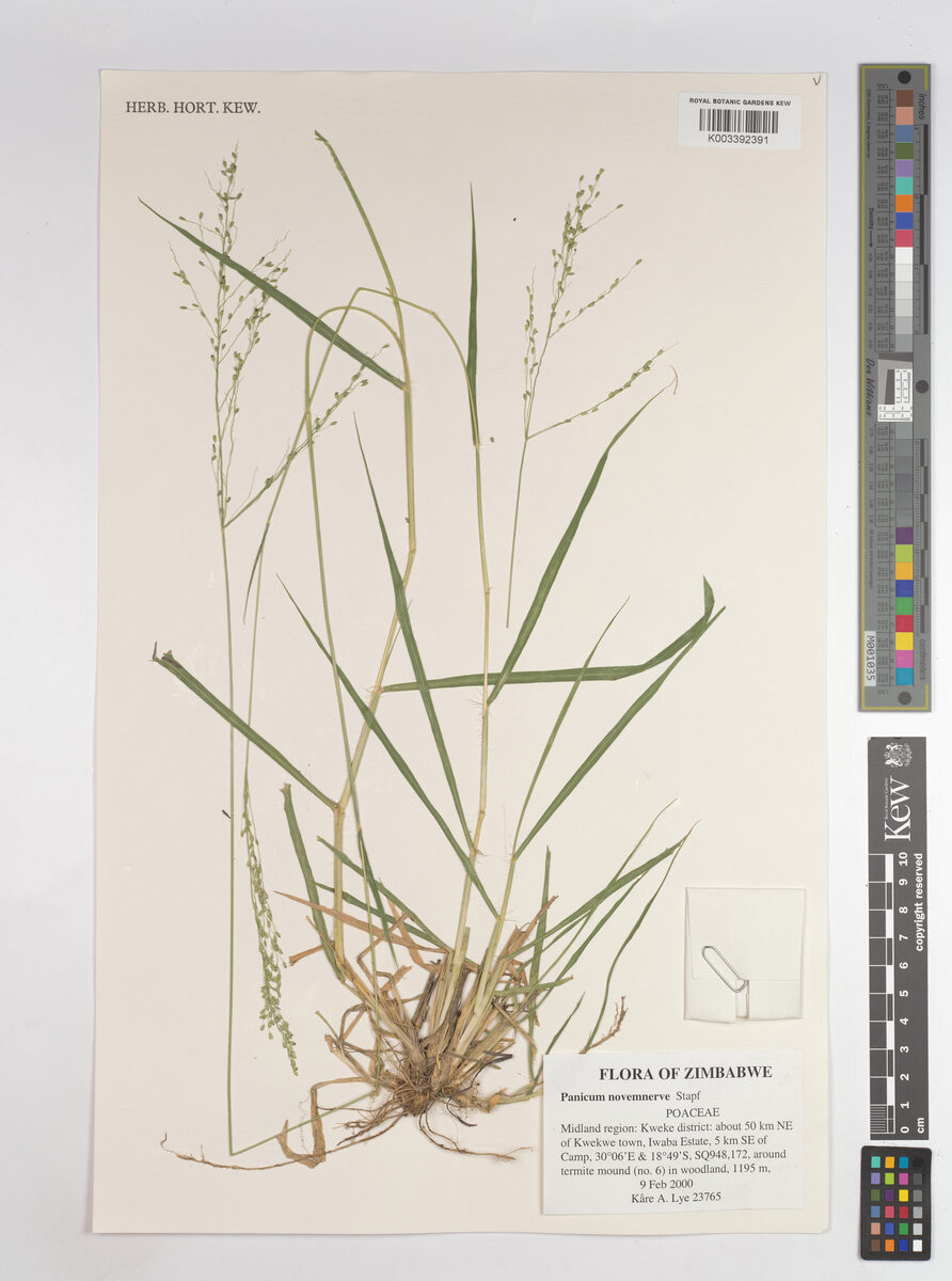 Panicum novemnerve