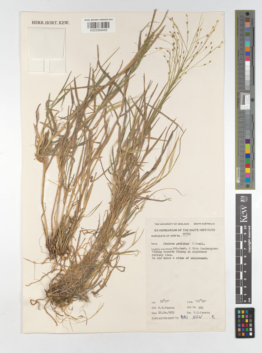 Panicum prolutum — photo