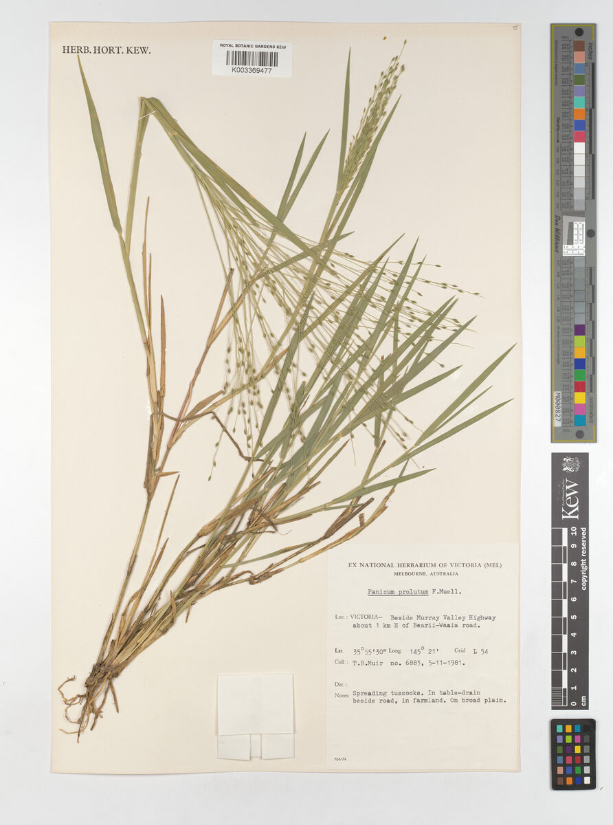 Panicum prolutum — photo