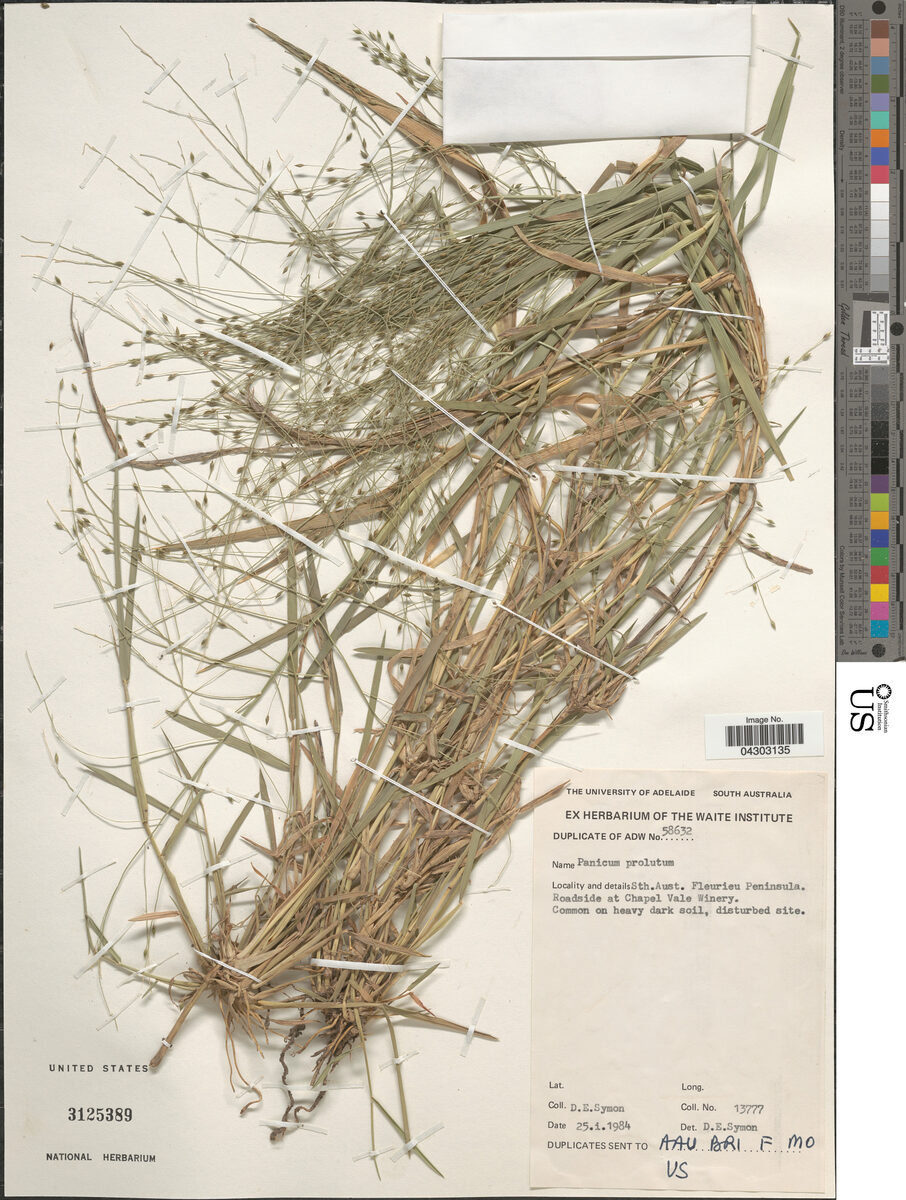 Panicum prolutum