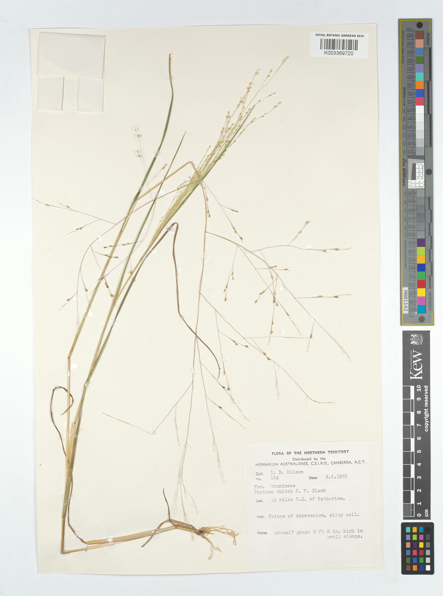 Panicum whitei — photo