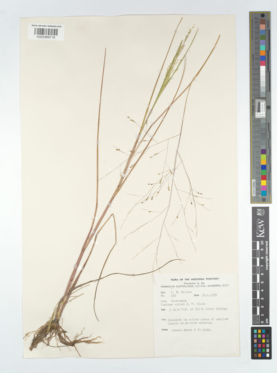 Panicum whitei — photo