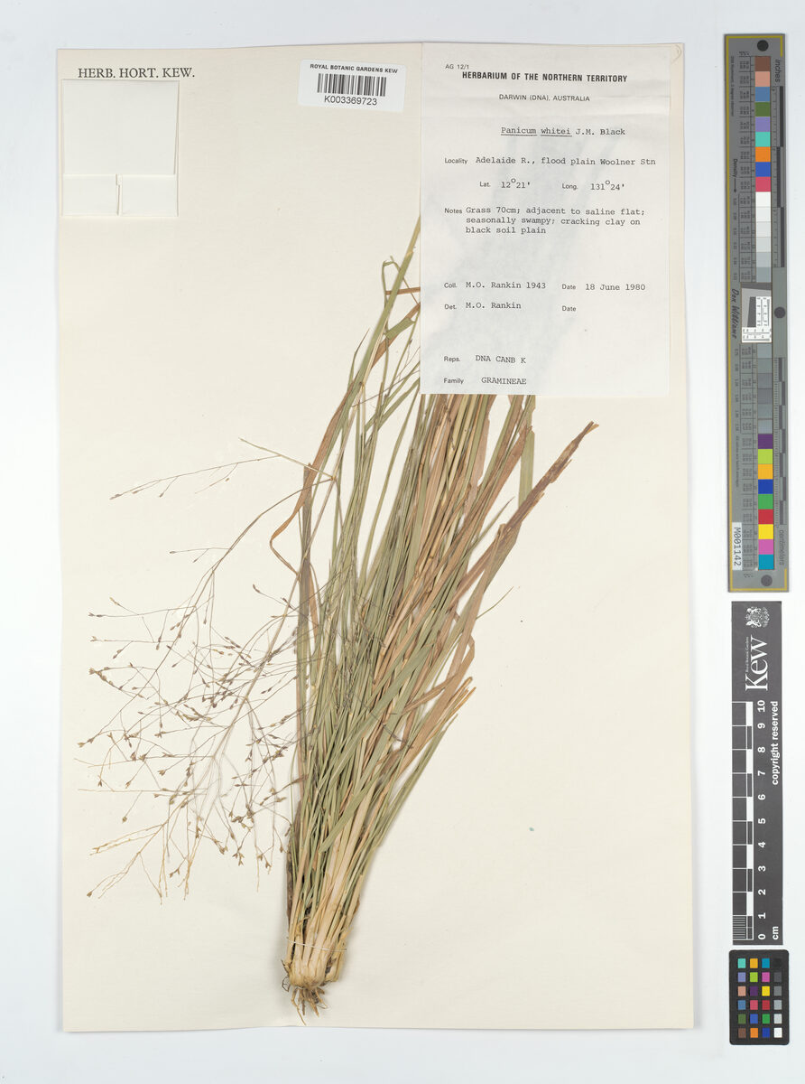 Panicum whitei
