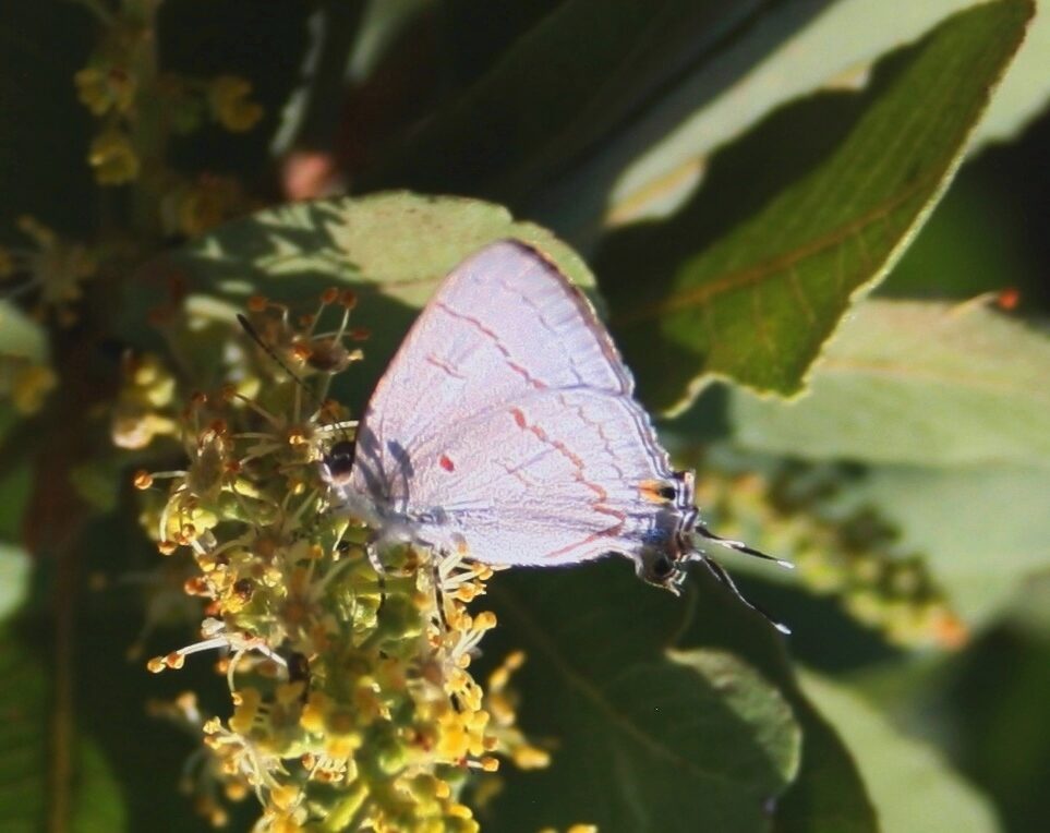 Pappea spp. (Sand olive) — photo