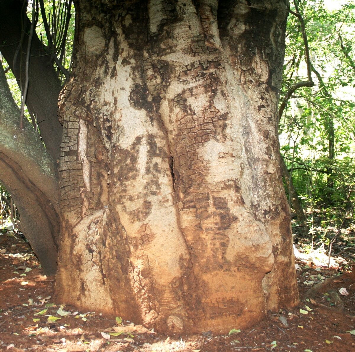 Pappea spp. (Sand olive) — photo