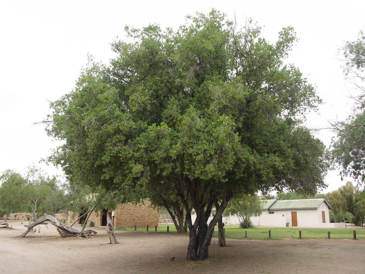 Pappea spp.